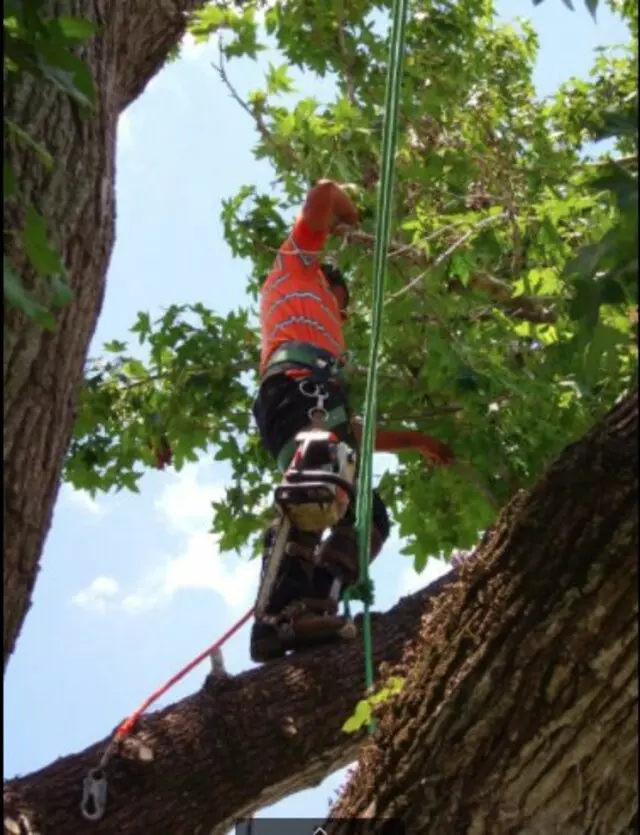 Austin Cordero’s Tree Care