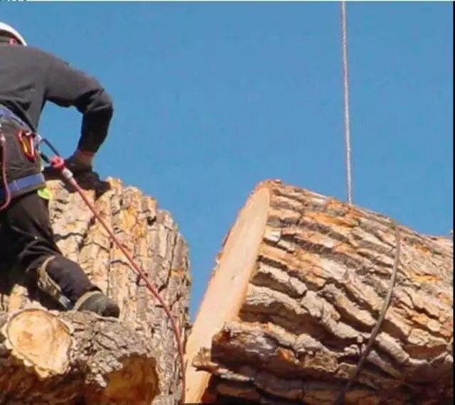 Austin Cordero’s Tree Care