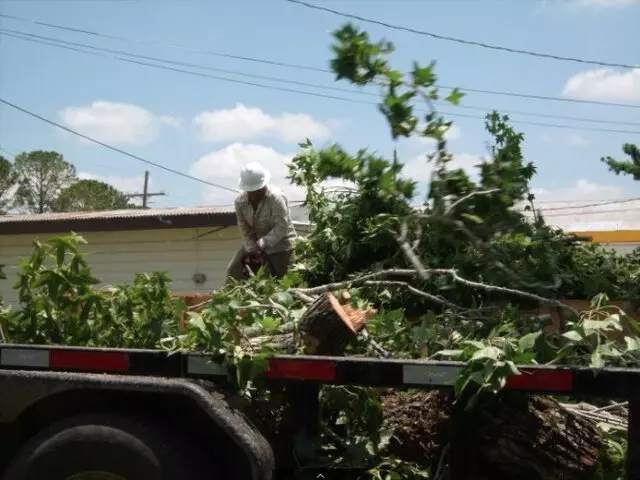 Austin Cordero’s Tree Care