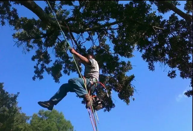 Austin Cordero’s Tree Care
