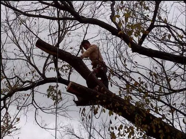 Austin Cordero’s Tree Care