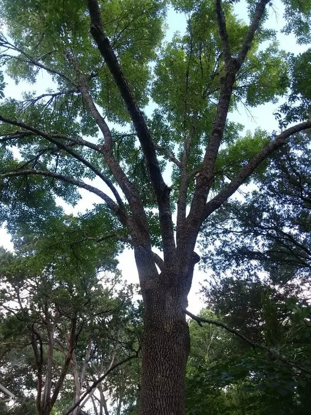 Austin Cordero’s Tree Care