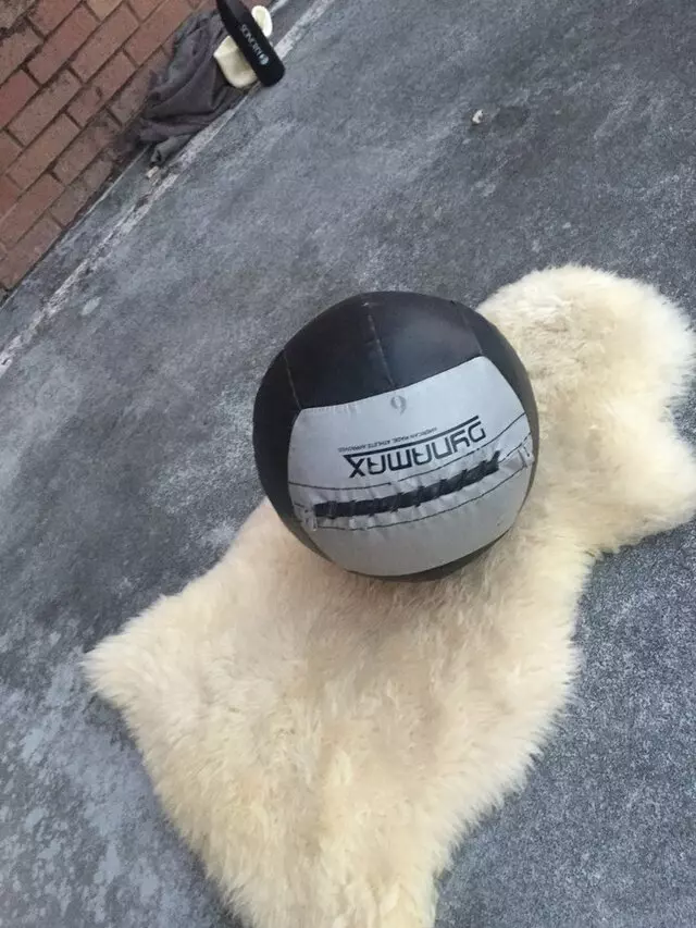 Urban Animal