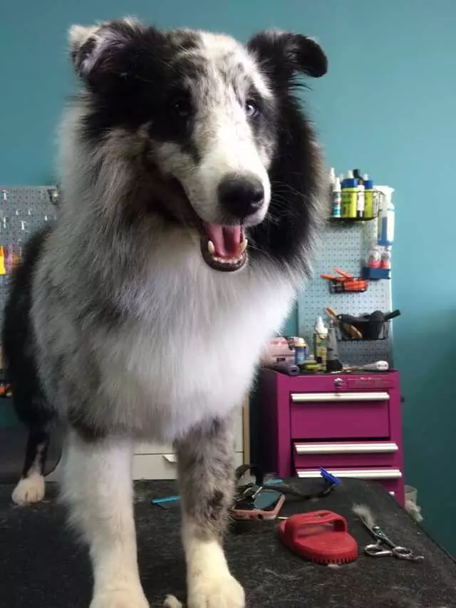 Austin Pet Stylist