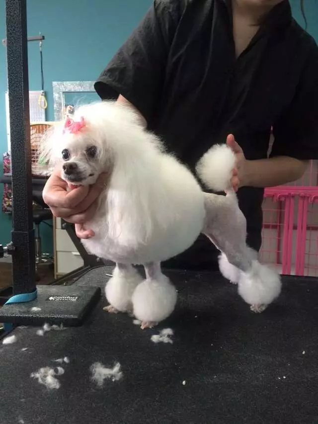 Austin Pet Stylist