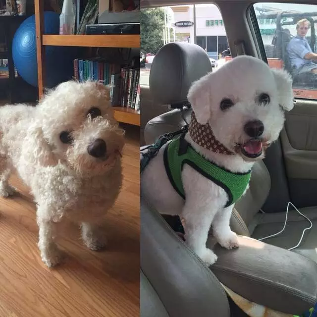 Austin Pet Stylist