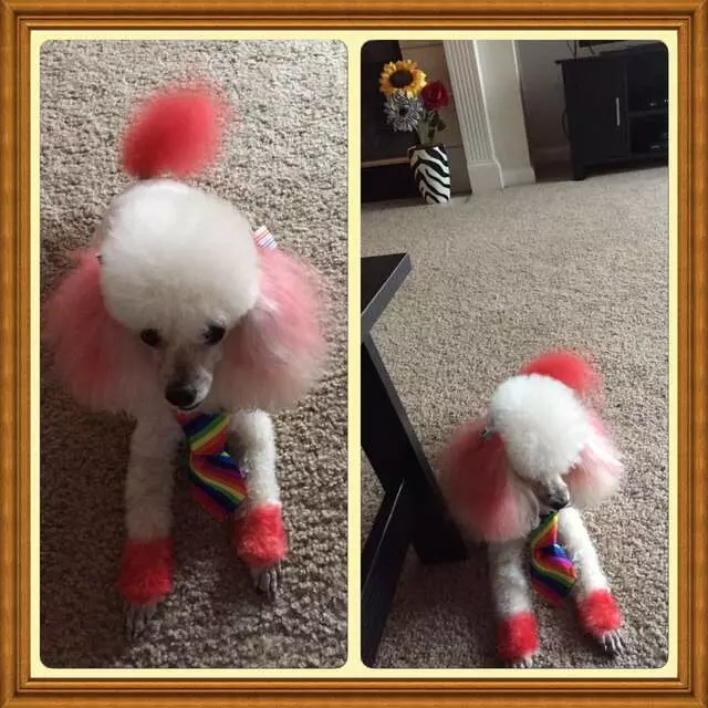 Austin Pet Stylist
