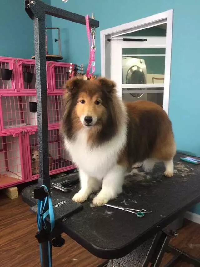 Austin Pet Stylist