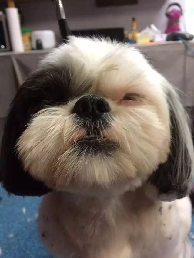 Austin Pet Stylist