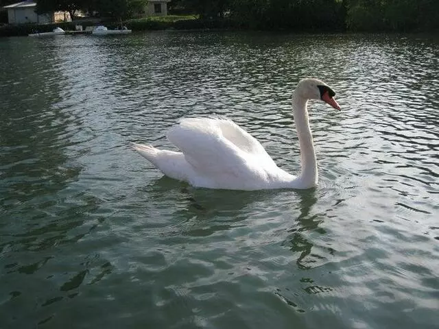 Austin Rowing Club
