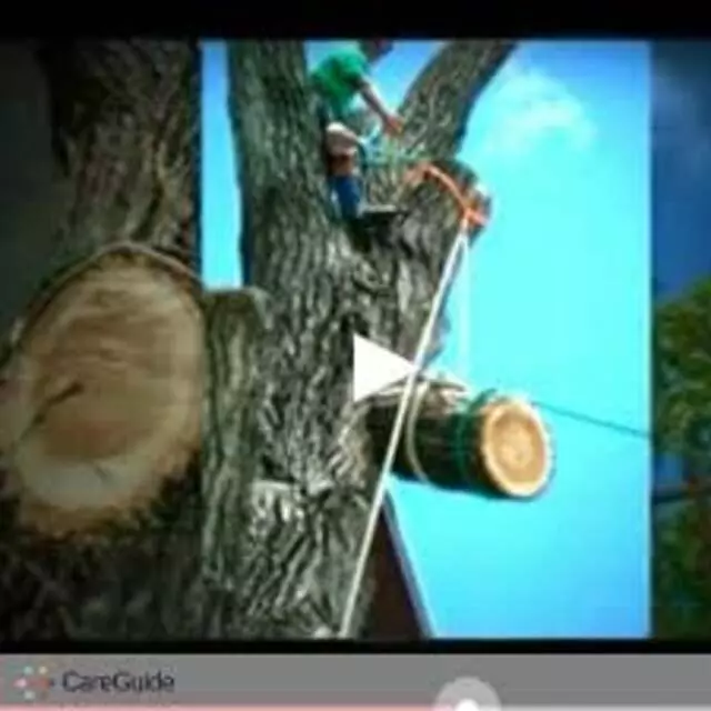 American Tree Works & Lawn Service