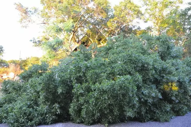 American Tree Works & Lawn Service