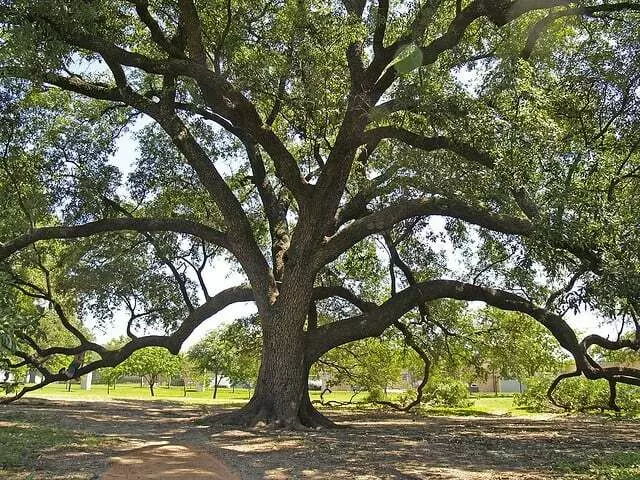 American Tree Works & Lawn Service