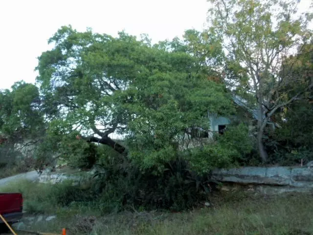 American Tree Works & Lawn Service