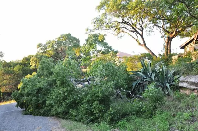 American Tree Works & Lawn Service