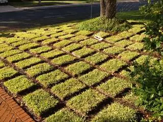 Austin Turf  Grass
