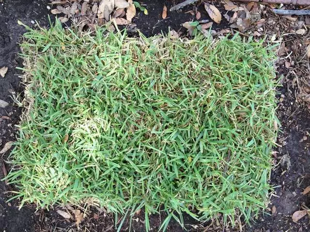 Austin Turf  Grass