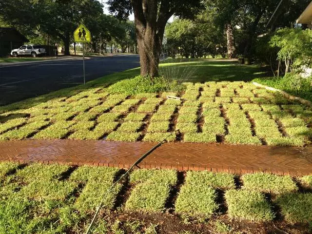 Austin Turf  Grass
