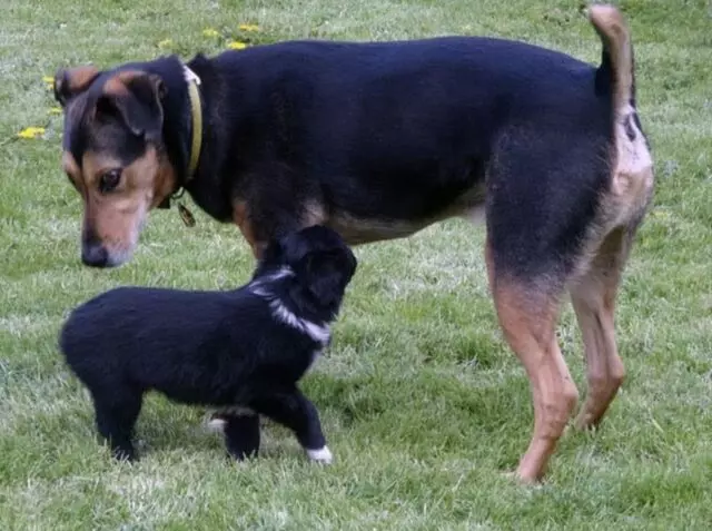 Agape Acres Kennel