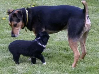 Agape Acres Kennel