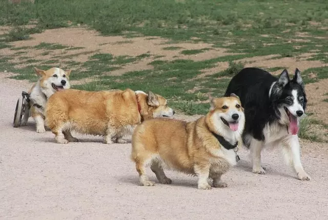 Agape Acres Kennel