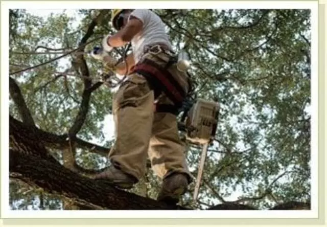 Austin Tree Experts