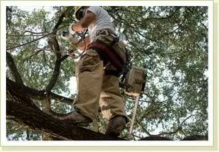 Austin Tree Experts
