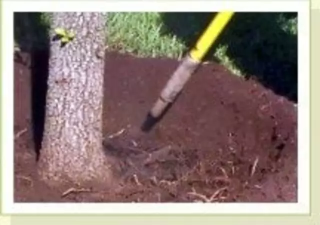 Austin Tree Experts