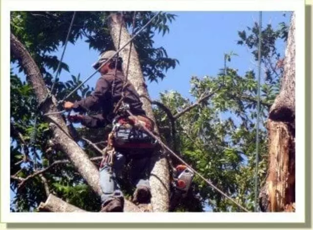 Austin Tree Experts