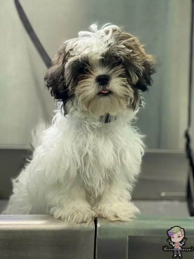 GroominGavyn