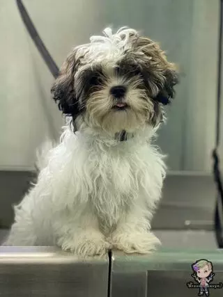 GroominGavyn