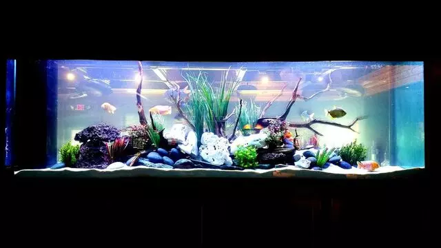 The Aquarium Company