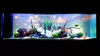 The Aquarium Company