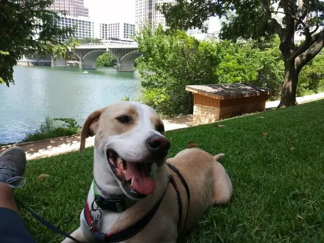 Austin’s Pooches