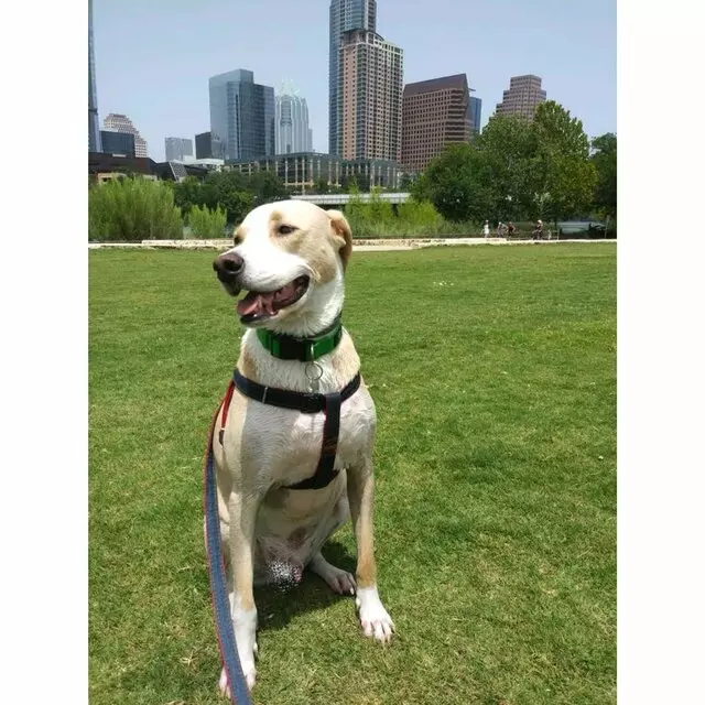 Austin’s Pooches