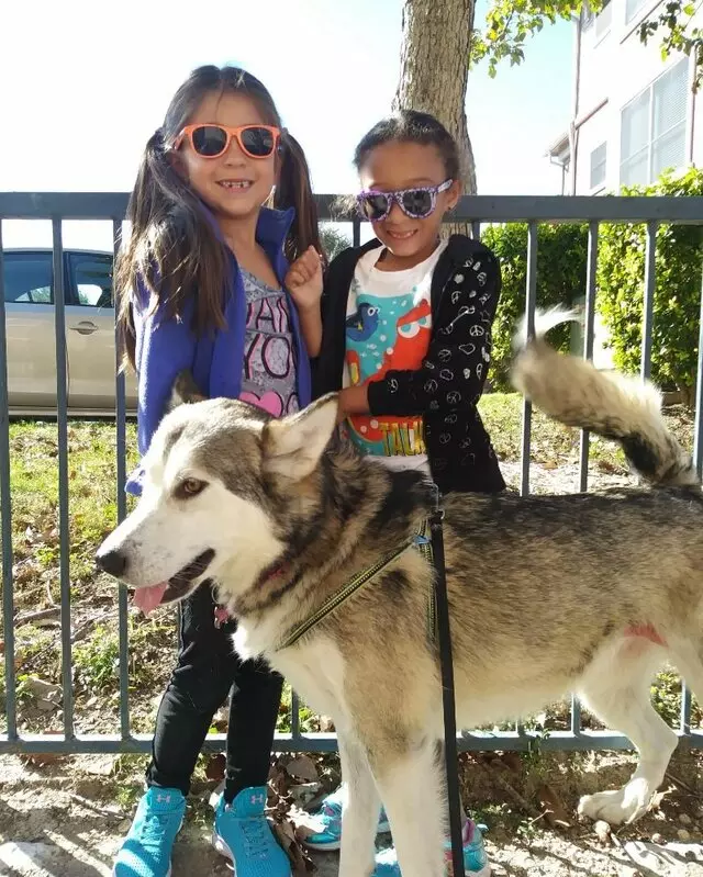 Austin’s Pooches