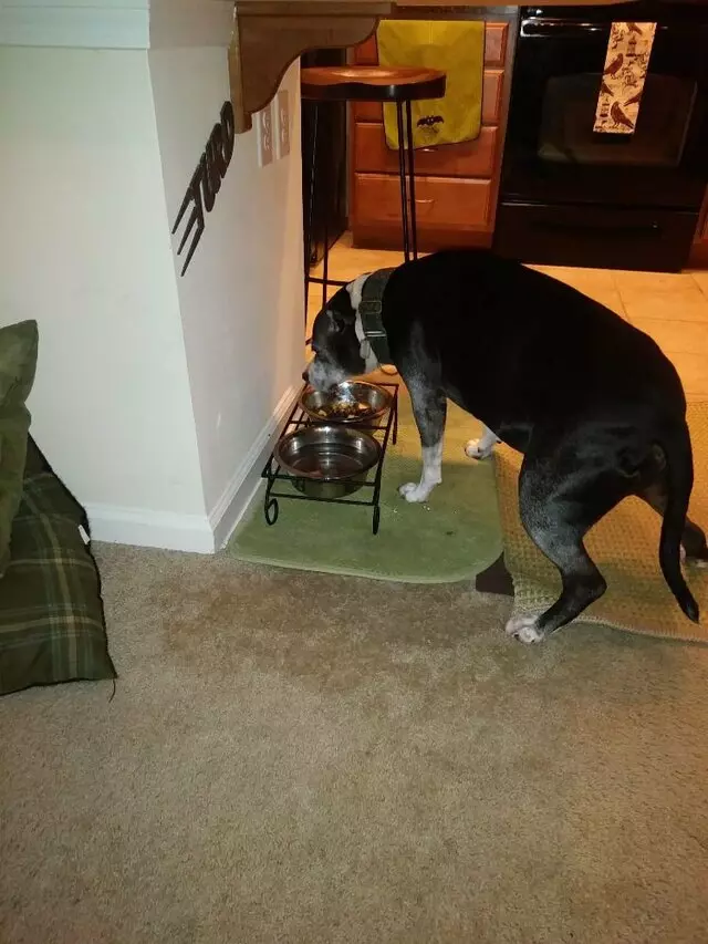 Austin’s Pooches