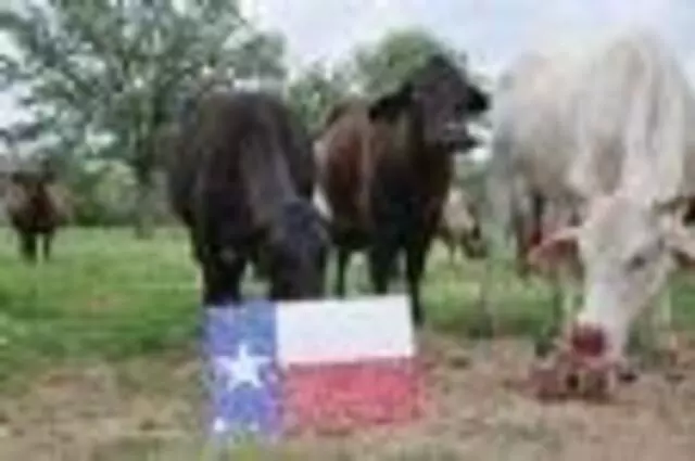 Austin’s Own B-B-Q Sauce