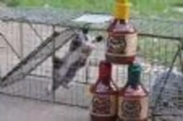Austin’s Own B-B-Q Sauce