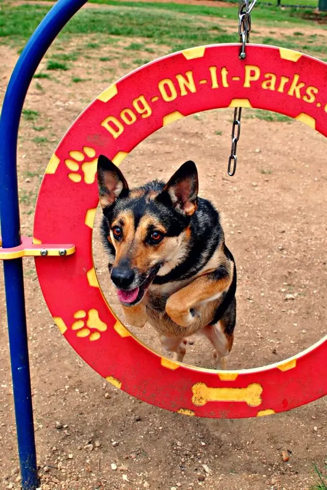 ATX Canine Club