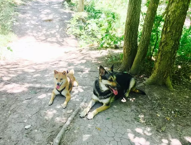 ATX Canine Club