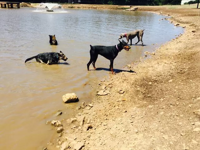 ATX Canine Club