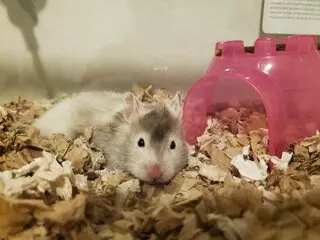 HamstersATX