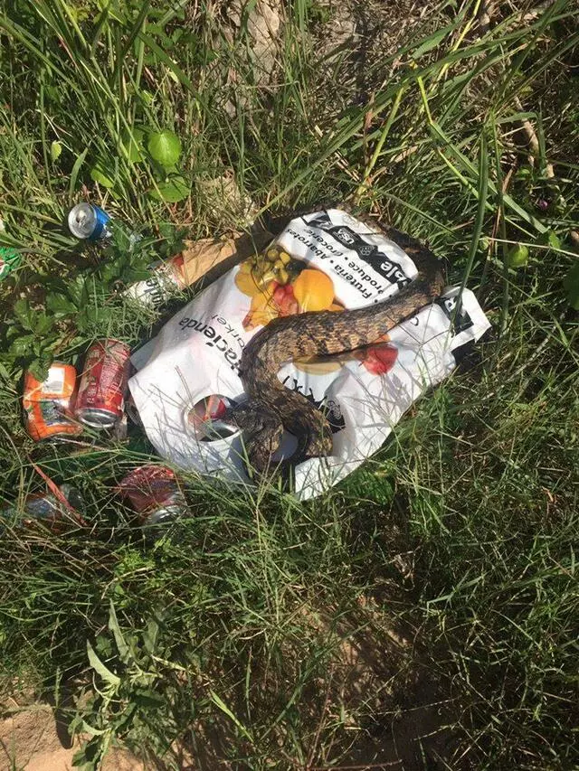 A Wildlife Pro
