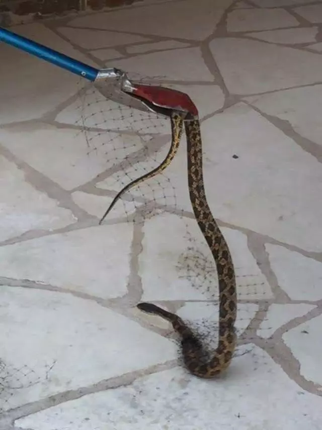 A Wildlife Pro