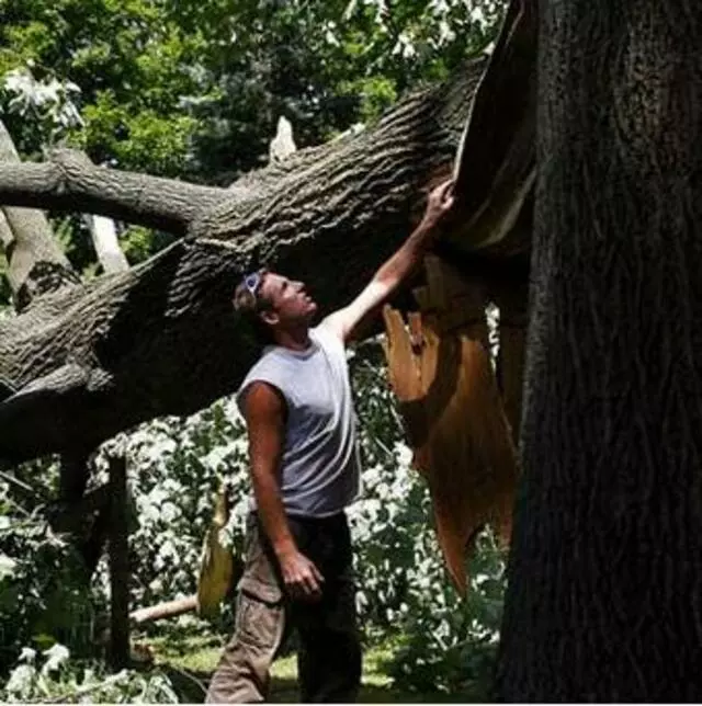 Austex Tree Service