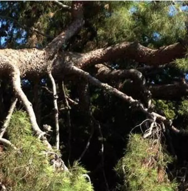 Austex Tree Service