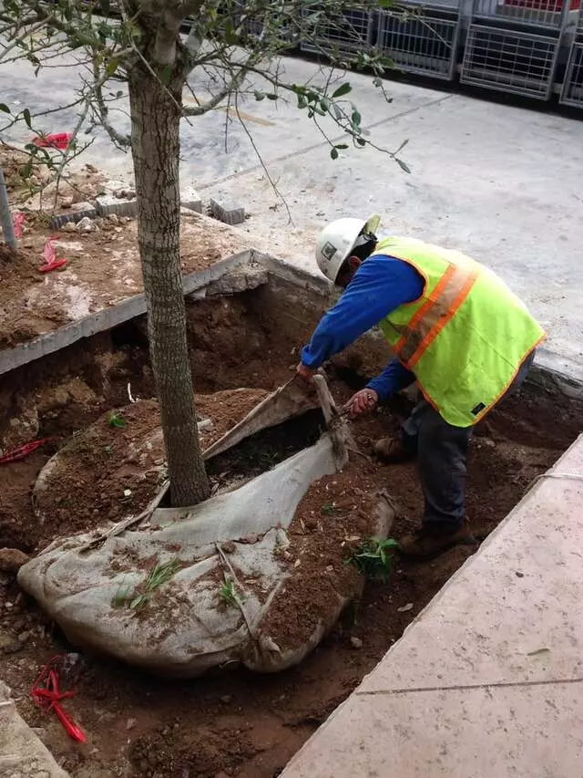 Austex Tree Service