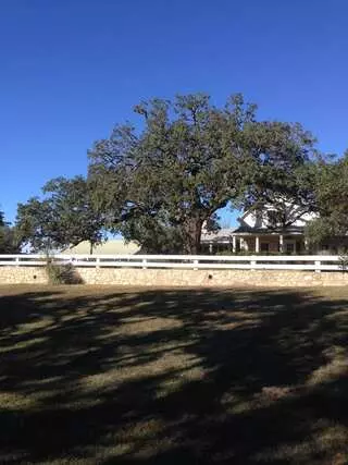 Austex Tree Service