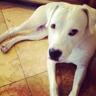 Austin Canine Concierge